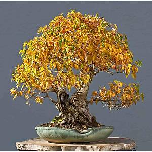 10 Adet Amur Ak�aa�ac� Bonsai Tohumu