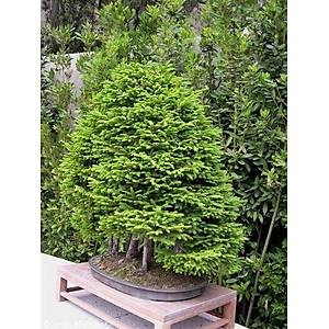 Jezo Ladini Bonsai Tohumu