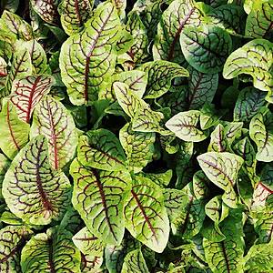 200+ Adet K�rm�z� Damarl� Kuzu Kula�� Otu Tohumu