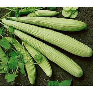 10+ Adet Acur -Ermeni Salatal��� Tohumu