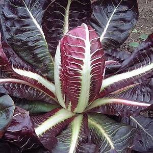 100+ Adet K�rm�z� Hindiba- Endiv- Frenk Salatas� Tohumu