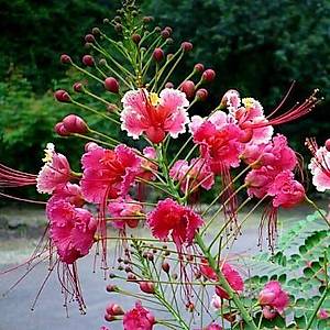 Peacock Flower- Pembe Kelebek �eklinde �i�ek Tohumu