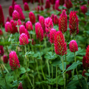 100+ Adet K�rm�z� Yonca Bitkisi Tohumu- Parf�m Kokulu