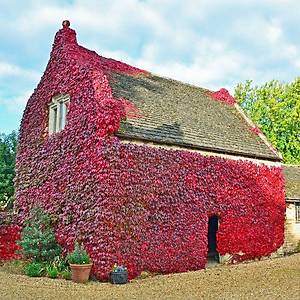 10+ Adet H�zla Saran Amerikan Sarma���� Tohumu