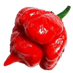 5 Adet Trinidad Moruga  Akrep Biber Tohumu- D�nyan�n En Ac� Biber T�rlerinden