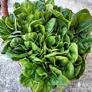 100+  Adet Geleneksel Dev Yaprakl� Ispanak Tohumu