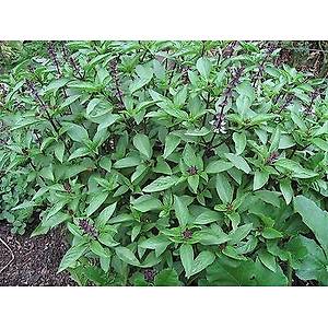 50+ Adet Tayland Siam Krali�e Fesle�en Tohumu