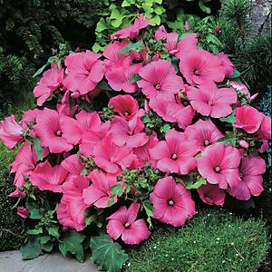 50+ Adet Pembe �i�ekli Pamuk �i�e�i Tohumu