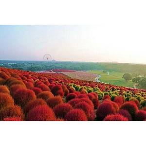 130+ Adet K�rm�z� �al� Tohumu- Dekoratif- Rengi K�rm�z�ya D�nen �al� T�r�