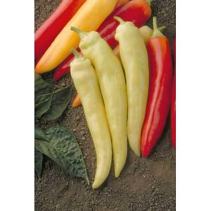 10+ Adet Tatl� Muz Biber Tohumu- Geleneksel