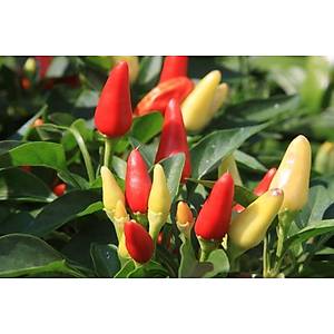 Cin Biber- Minyat�r Saks� Biberi Tohumu- Ac� biber