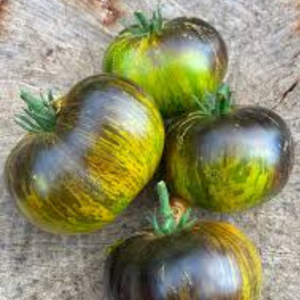 10+ Adet Xanadu Domates Tohumu