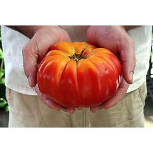 10+ Adet Geleneksel Dev �ki Renkli Alt�n Madalya Domatesi �d�ll�