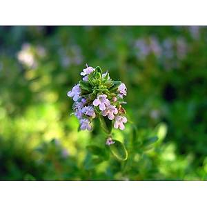 Frans�z Keki�i Tohumu