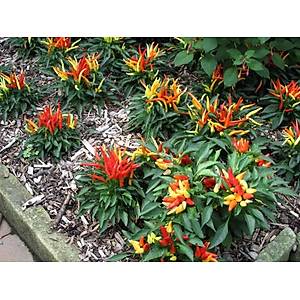 Mum I���� Ac� Biber Tohumu- Nadir