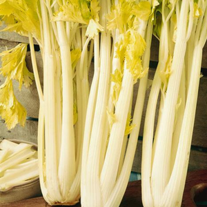 500+ adet Alt�n Pascal Sap Kereviz Tohumu