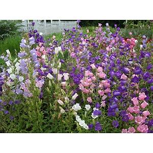 150+ Adet �an �i�ekli Katmerli Kampanula Tohumu