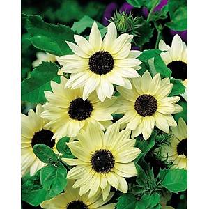 10+ Adet Vanilla Ice Krem Rengi Ay�i�ek Tohumu