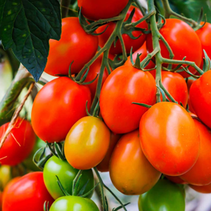 10+  Adet Geleneksel Roma Salk�m Domates Tohumu