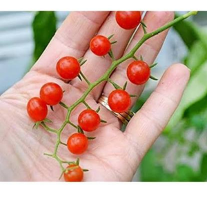 10+ Adet Ku� �z�m� Mini Domates Tohumu-S�r�k Tipi Domates