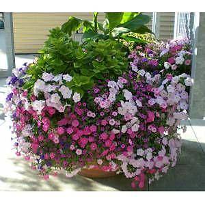 500+ Adet Petunya Nana Compacta Mix �i�ekli Tohumu