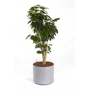 Kokulu Kahve Bitkisi Tohumu