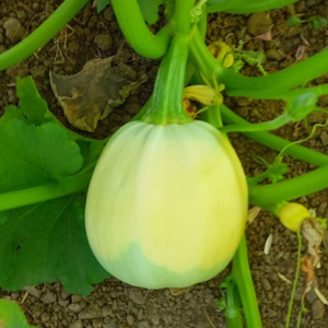 10+ Adet Ye�il Burunlu Dolmal�k Top Kabak Tohumu- Geleneksel