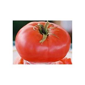 10+ Adet Dev Yugoslavya Pembe Domates Tohumu- S�r�k Tipi Domates- Geleneksel Domates