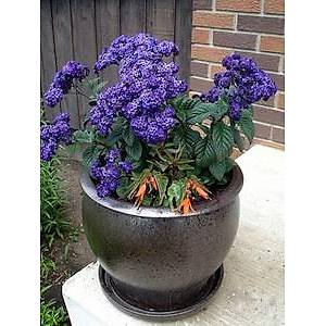 20+ Adet Adet Kokulu G�ne� �i�e�i Tohumu