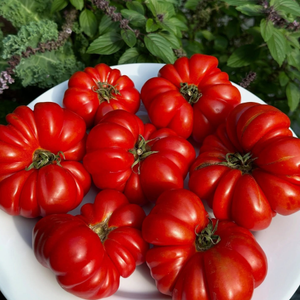 10+ Adet �talyan Ceneviz Domates Tohumu - Geleneksel
