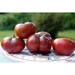 10+ Adet Mor Cherokee K�z�lderili Domatesi Tohumu- S�r�k Tipi Domates- Geleneksel