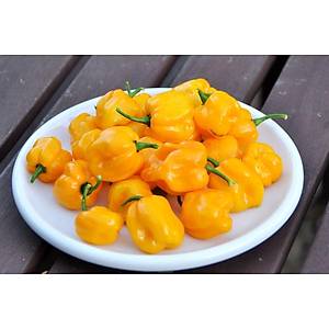 10+ Adet Sar� Habanero �ok Ac� Biber Tohumu- D�nyan�n En Ac� Biber T�rlerinden