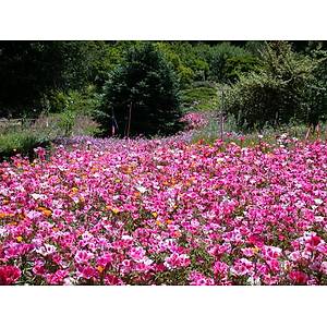 500+ Adet Yer A�elyas� Tohumu