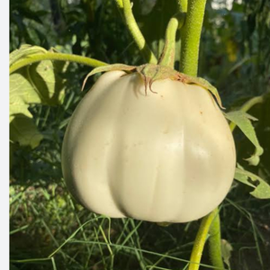 10+ Adet Beyaz Topan Patl�can Tohumu