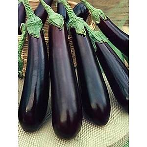 30+ Adet �talyan Uzun Patl�can Tohumu- Geleneksel