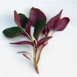 300+ Adet K�rm�z� Amaranth Tohumu - Red Garneth Amaranth