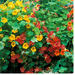 10+ Adet Nasturtium-Latin �i�e�i Tohumu- Kar���k Renk �i�ekli- M�cevher Serisi