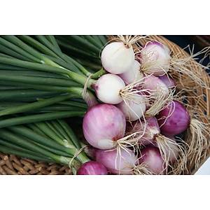 Arpac�k Salk�m So�an Tohumu