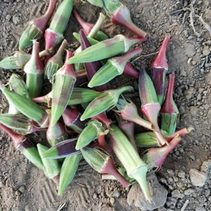 20+ Adet Atal�k K�nal� Bamya Tohumu