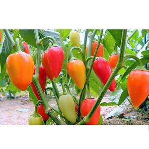 Santa Fe Grande Mini Ac� Chili Biber Tohumu