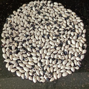 10+ Adet Karag�z Atal�k Yerli Fasulye Tohumu