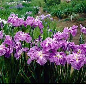 Ensata S�seni Tohumu- Elle �izilmi� G�zellikte �i�ekler