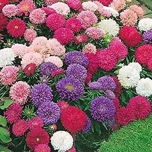 50+ Adet Saraypat� �i�e�i Tohumu- Kar���k �i�ekli