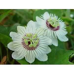 5 Adet Passiflora Foetida Sarma��k Tohumu- Sar� Meyveli
