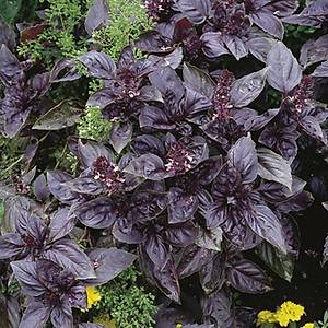 50+ Adet K�rm�z� Fesle�en (Reyhan) Tohumu-�d�ll�