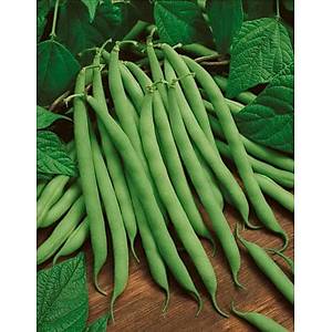 10+ Adet Geleneksel S�r�k Fasulye Tohumu