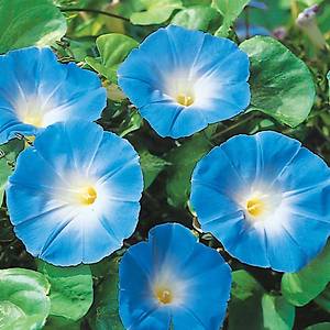 10+ Adet Sabah Sefas� Heavenly Blue Sarma��k Tohumu