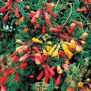 20+ Adet �ili Cennet Sarma���� Tohumu