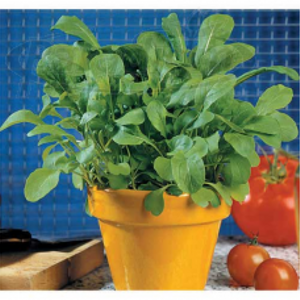 250+ Adet B�y�k Yaprakl� Roka Tohumu