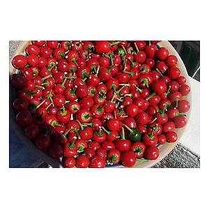 10+ Adet �eytan�n �p�c��� Mini Ac� Biber Tohumu